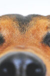 Køb dit hundefoder online hundesnude